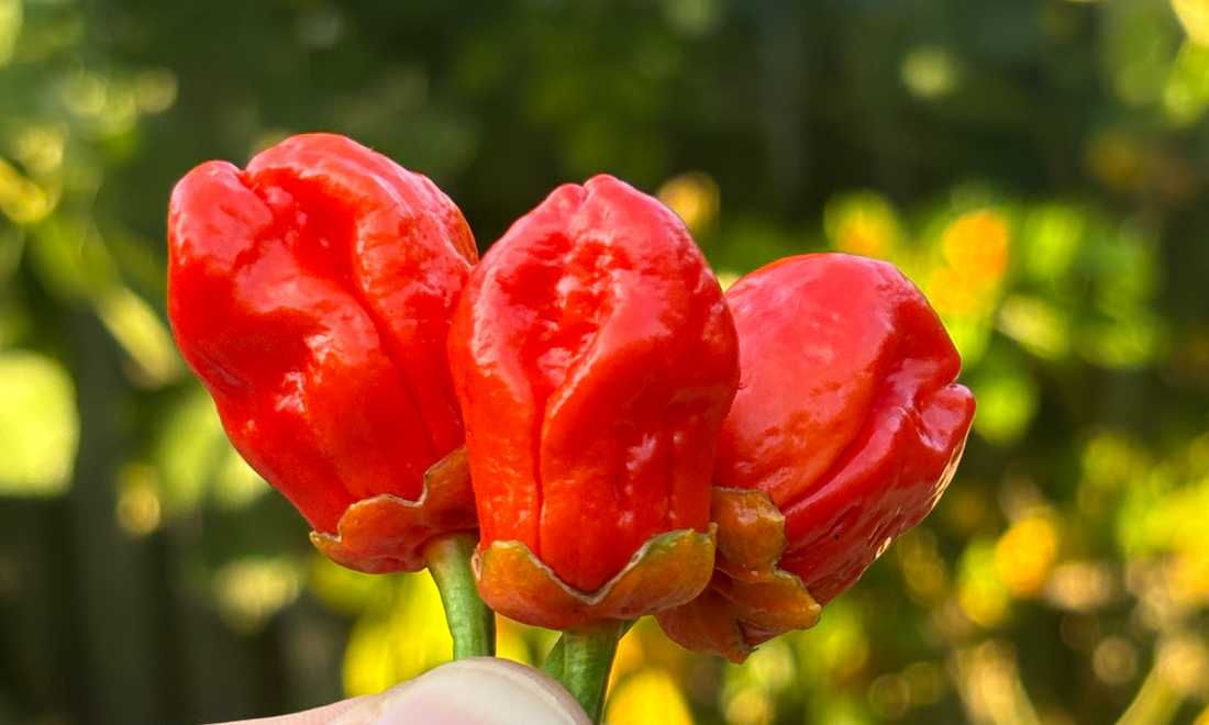 Verschillende soorten peperzaadjes van hoge kwaliteit beschikbaar bij Mr. Scoville, klaar om je eigen pittige tuin te starten