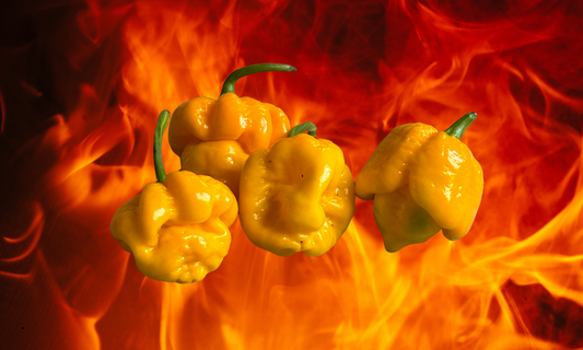 Hoe pittig is Carolina Reaper?