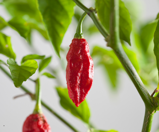 Ghost Pepper: Alles wat je moet weten over de vurige Bhut Jolokia