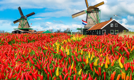Hollandse bodem gekweekte pepers Mr.Scoville